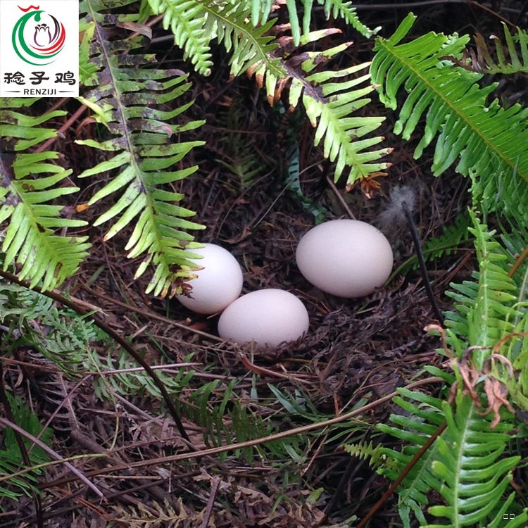稔子鸡初生蛋 山林散养正宗生态土鸡蛋柴鸡蛋孕妇月子蛋 30枚装